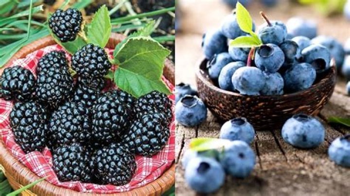 Which is sweeter blackberries or blueberries?