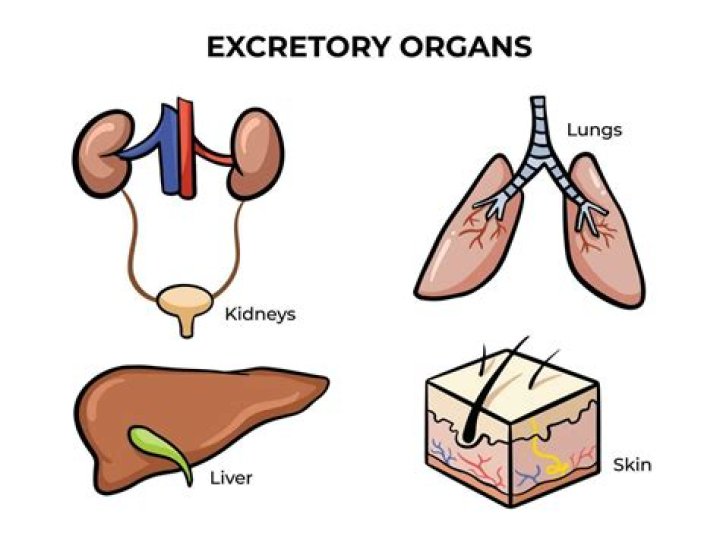 Which is the main excretory organ?