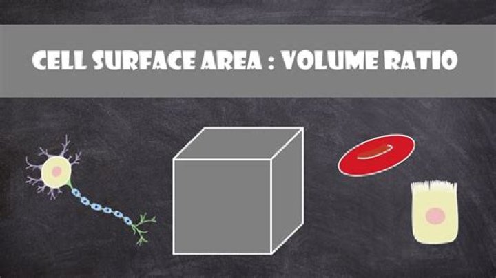 Which typically increases faster as a cell grows surface area or volume?