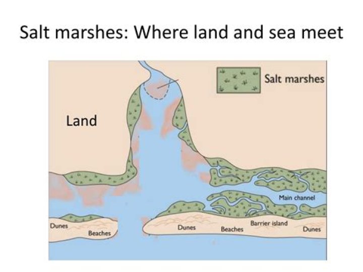 Why are salt marshes important?