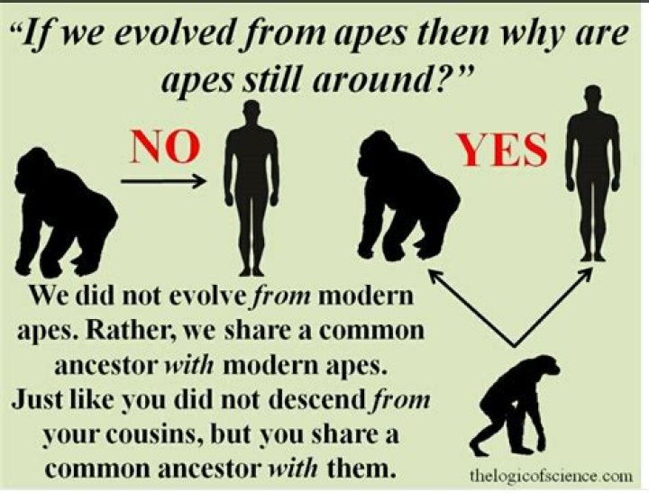 Why are there still monkeys if evolution is real?