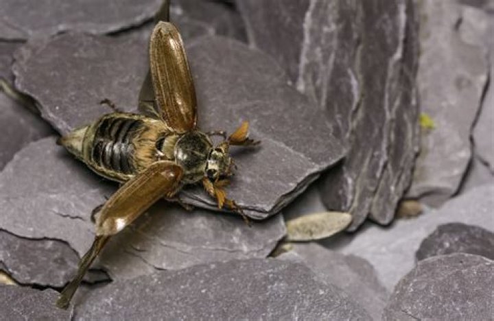 Why are they called Tommyknockers