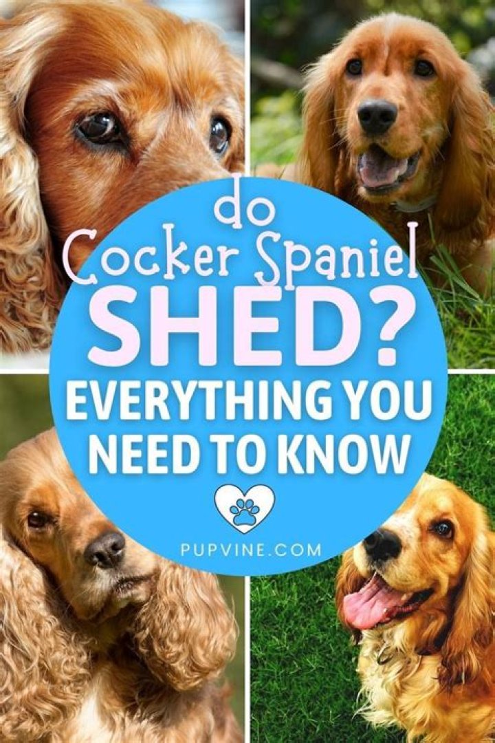 Why do cocker spaniels steal things?