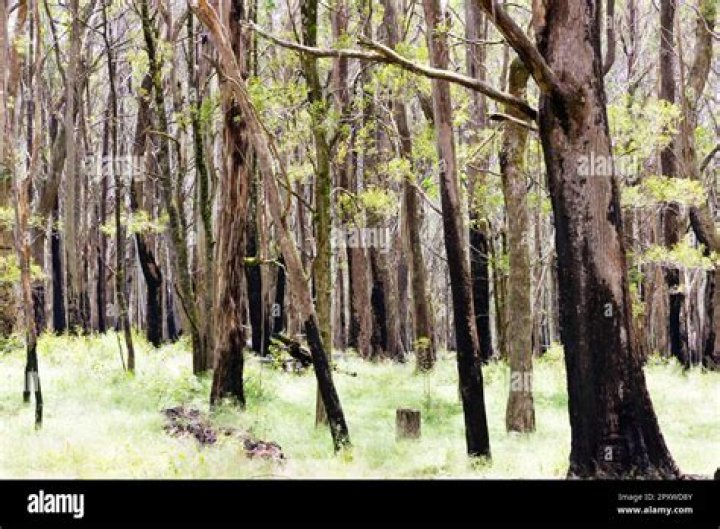 Why do eucalyptus trees need fire?