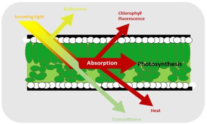 Why does chlorophyll emit fluorescence?