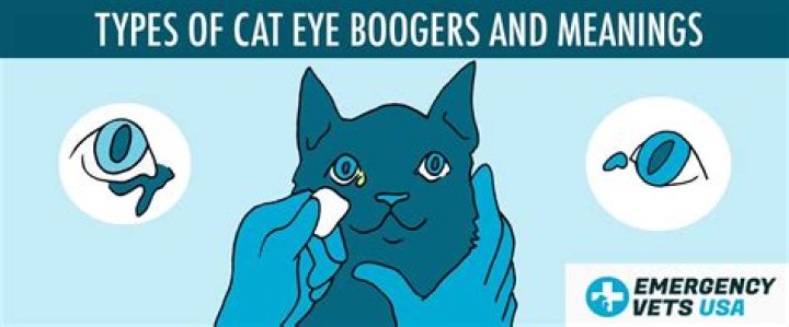 Why does my cat have eye boogers?