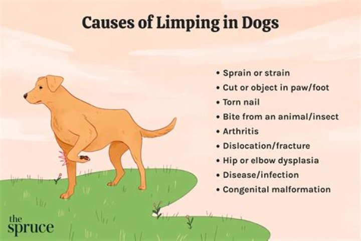 Why does my dog have a bunch of red bumps?