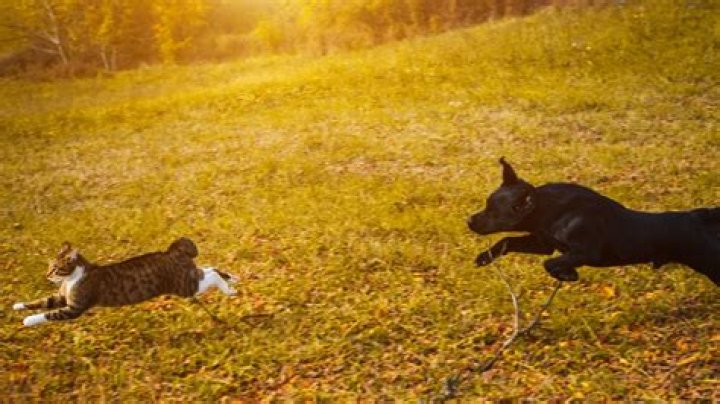 Why does my horse chase dogs?