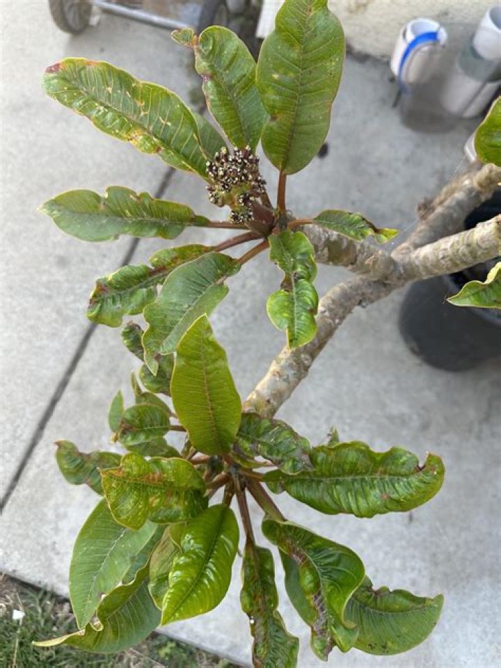 Why does my plumeria have wrinkled leaves