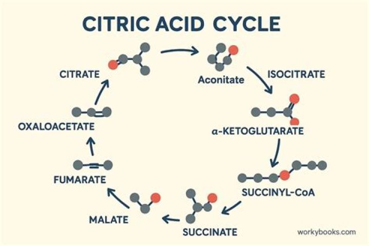 Why does the citric acid cycle go around twice for each molecule?