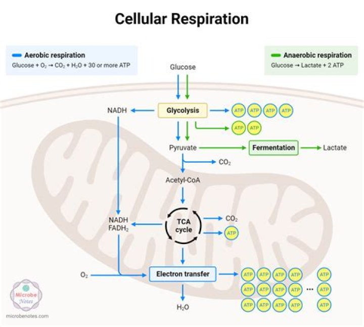 Why is cellular respiration an aerobic process What does this mean