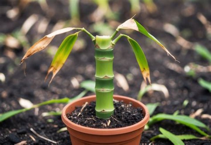 Why is my bamboo not growing?