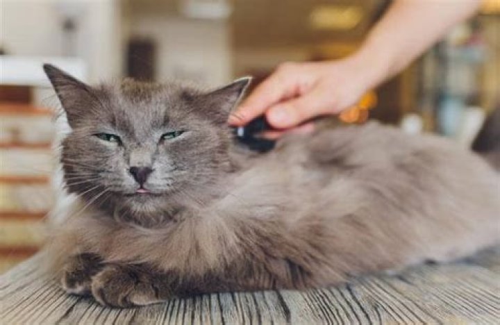 Why is my cat moulting?