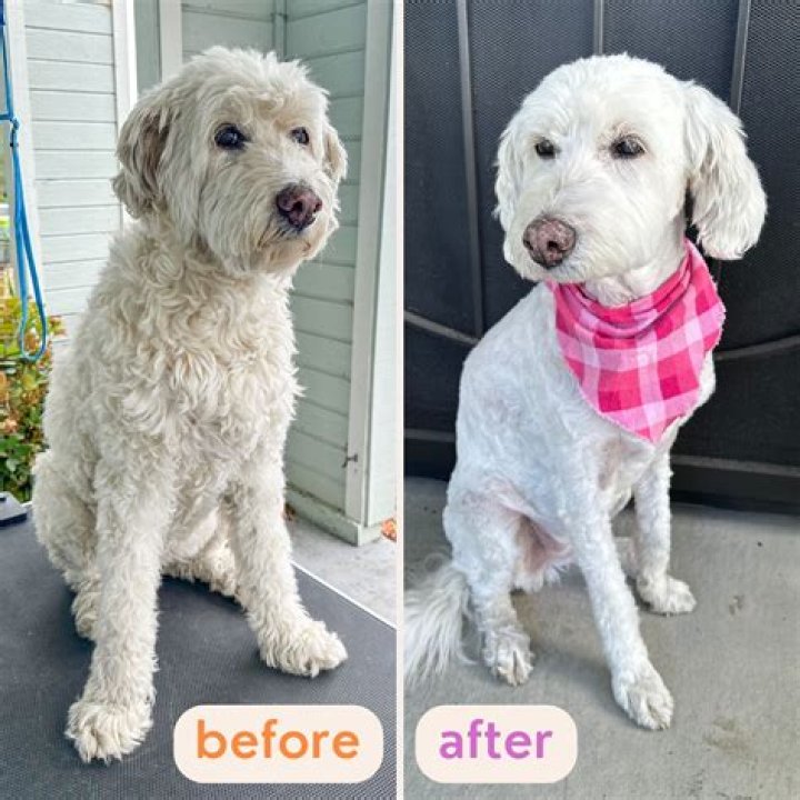 Why is my sugar glider over grooming?