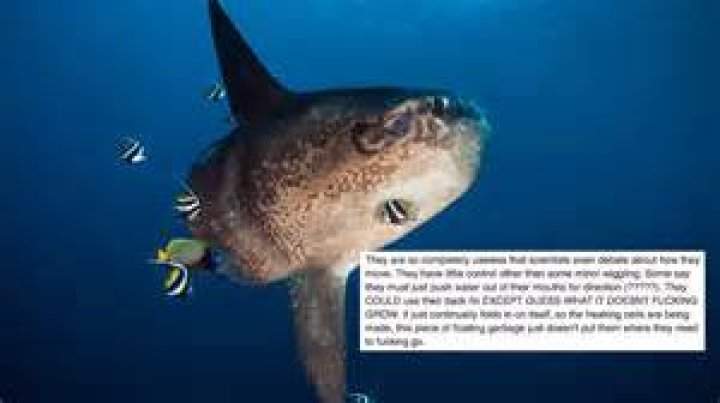 Why is the sunfish useless