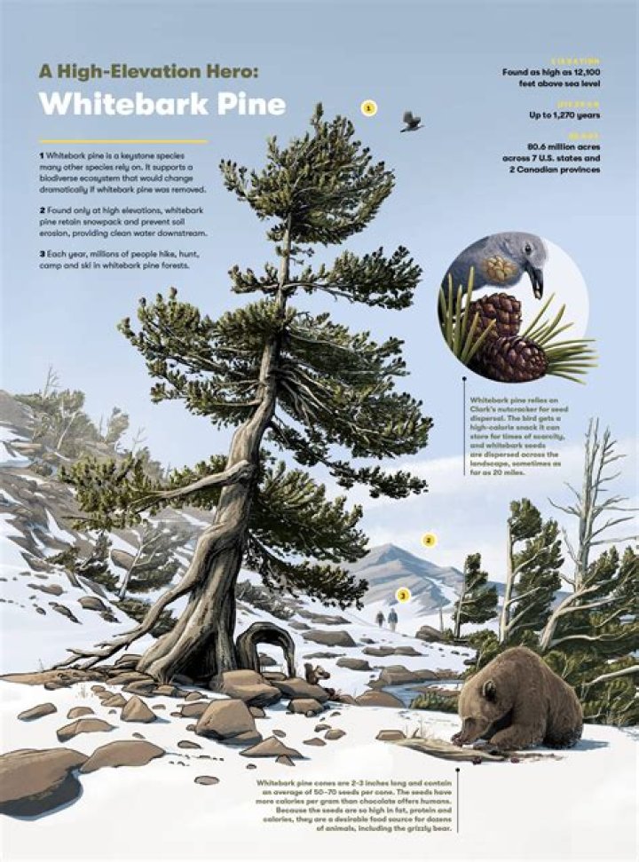 Why is whitebark pine important?