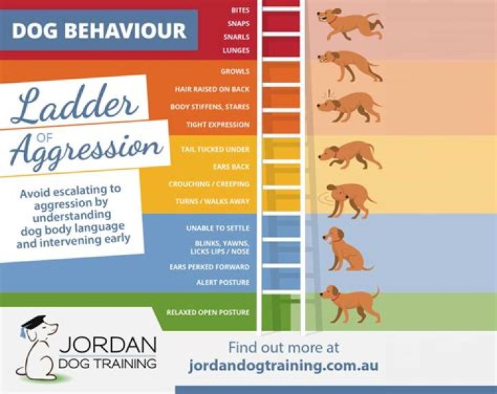 Why might a dog resort to progressing up the ladder of aggression?