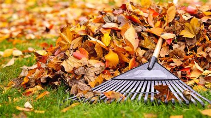 Why rake leaves in the fall