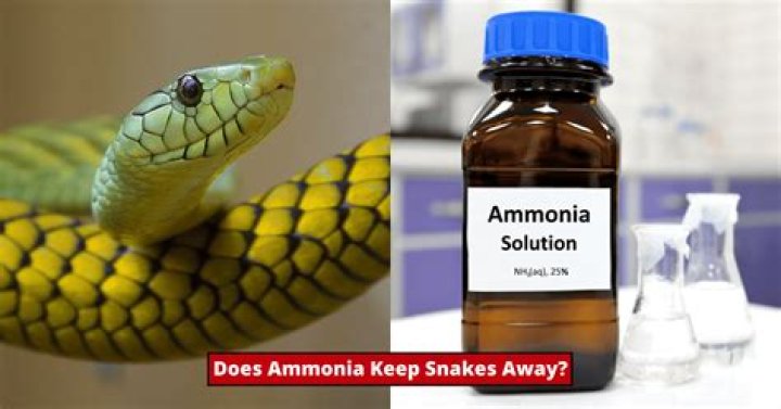 Will ammonia keep ants away